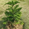 Araucaria luxurians Royalty Free Stock Photo